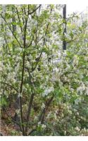 Springtime Journal Flowering Tree Forest Background: (Notebook, Diary, Blank Book)(Flower Photo Journals Notebooks Diaries)