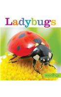 Seedlings: Ladybugs