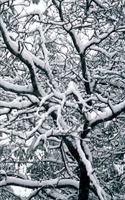 2020 Weekly Planner Winter Theme Twisted Winter Branches 134 Pages
