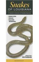 Snakes of Louisiana: A Guide to Common & Notable Species