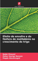 Efeito do enxofre e do fósforo de molibdénio no crescimento do trigo