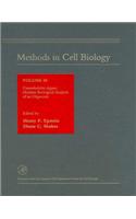 Caenorhabditis Elegans