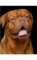 Dogue de Bordeaux Notebook: 8.5 x 11, College Ruled, 150 Pages for Elementary, Primary, Middle, High School or University For Bordeauxdog Fans