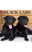 BLACK LABS 2020 WALL CALENDAR