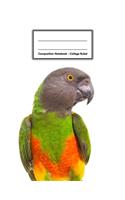 Composition Notebook - College Ruled: Senegal Parrot - 109 pages 8.5"x11" - White Blank Lined Exercise Book - Gift For Kids Teenager Adult Teacher Student - Journal - Diary - Bird Lover