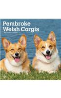 Welsh Corgis, Pembroke 2021 Square