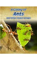 A Colony of Ants