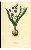 Botanical Print Journal: scilla sibirica, 6" x 9" Vintage Botanical Flower Print Journal - [Unruled/Blank/Plain/Unlined Journal]