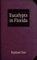 Eucalypts in Florida