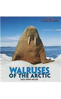 Walruses of the Arctic: (Brrr! Polar Animals)