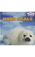 Harp Seals