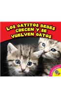 Los Gatitos Bebes Crecen y Se Vuelven Gatos