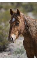 A Wild Horse in the Nevada Desert Journal