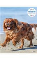 2020 Cavalier King Charles Spaniel Planner - Weekly - Daily - Monthly
