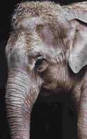 Elephant Journal Book