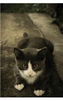 Notebook - Kitten