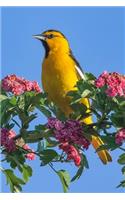 Bird Journal: A 120 Page 6x9 Blank Lined Notebook / Journal Gift for Bird Owners, Bird Watchers, Campers, Hikers, Ornithologists and More(5 Pretty Birds Vol)