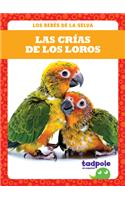 Las Crías de Los Loros (Parrot Chicks)