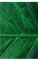 Nature Notebook