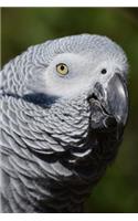 Partial Side Profile of an African Grey Parrot Journal