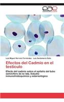 Efectos del Cadmio en el testículo