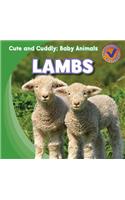 Lambs