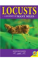 Locusts: A Journey of Many Miles