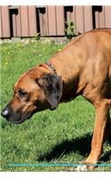 Rhodesian Ridgeback Affirmations Workbook Rhodesian Ridgeback Presents: Positive and Loving Affirmations Workbook. Includes: Mentoring Questions, Guidance, Supporting You.