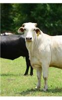 Charolais Steer Journal