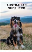Australian Shepherd