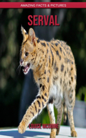 Serval: Amazing Facts & Pictures