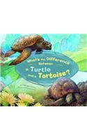 What's the Difference Between a Turtle and a Tortoise?