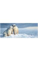 Polar Bears