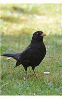 Well Hello There Little Blackbird Avian Journal: 150 Page Lined Notebook/Diary