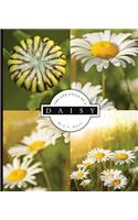 The Life Cycle of a Daisy