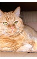 Orange Cat in a Box Journal