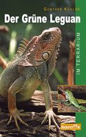 Der Grune Leguan im Terrarium