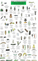 Mac's Field Guides: Midwest Garden Bugs