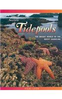 The Secrets of Tidepools