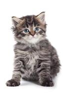 Siberian Kitten Winter Notebook & Journal. Productivity Work Planner & Idea Notepad: Brainstorm Thoughts, Self Discovery, To Do List