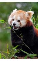 Mind Blowing Cute Red Panda Eating Bamboo 150 Page lined journal