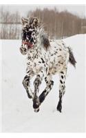 An Adorable Appaloosa Foal Horse Journal