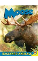 Moose