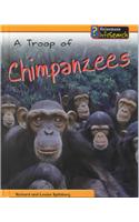 A Troop of Chimpanzees