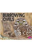 Burrowing Owls