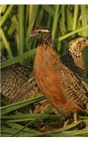 Georgia State Game Bird - Bobwhite Quail Journal: 150 page lined notebook/diary