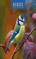 BIRDS 2023 SQUARE WALL CALENDAR