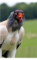 A King Vulture Surveying the Field Journal