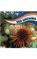 Sea Urchins