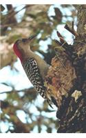 Awesome Red-Headed Woodpecker in a Tree Bird Journal: 150 Page Lined Notebook/Diary